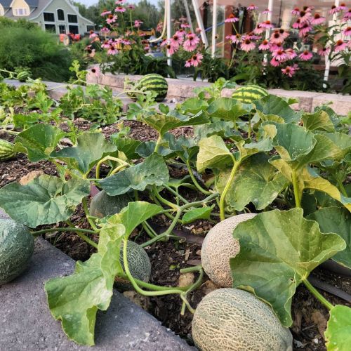  #many #melons #monday #growyourown #garden #goodness #raisedbeds #gardening #canteloupe #watermelon