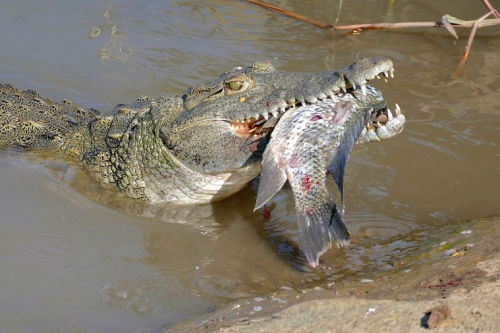 the-future-now:Man-eating crocodiles from the Nile are now in Florida Florida, home to giant, killer