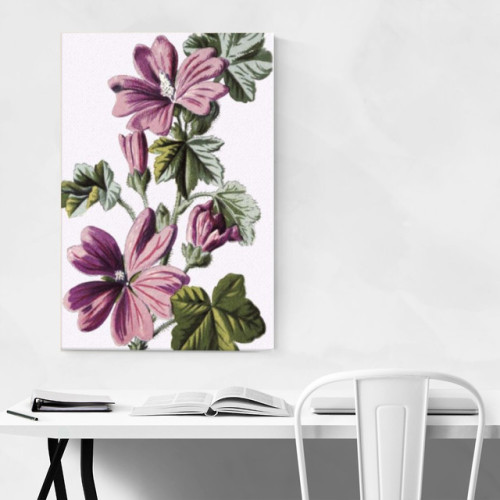 Common Mallow | Malva Sylvestris | Botanical Illustration | Canvas Print https://botanly.com/product