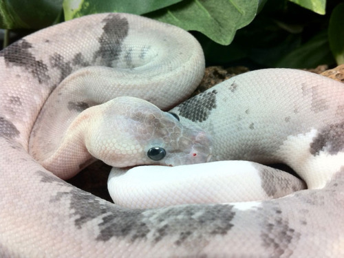 snake-time:all-reptiles:Super Pewter Ball Python Morph(source: 1 | 2)