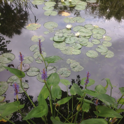 lesleighlefou:resting on a bench, i am set between an underbelly of pond life and a garden full of c