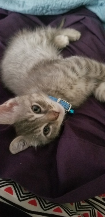 morisstories:Also, meet Dorian Grey!