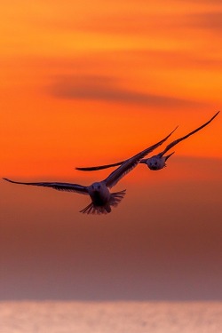 ponderation:  seagulls by Octavian Serban