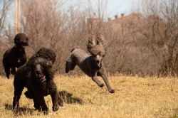 poodls:  in flight by tee4tia on Flickr.