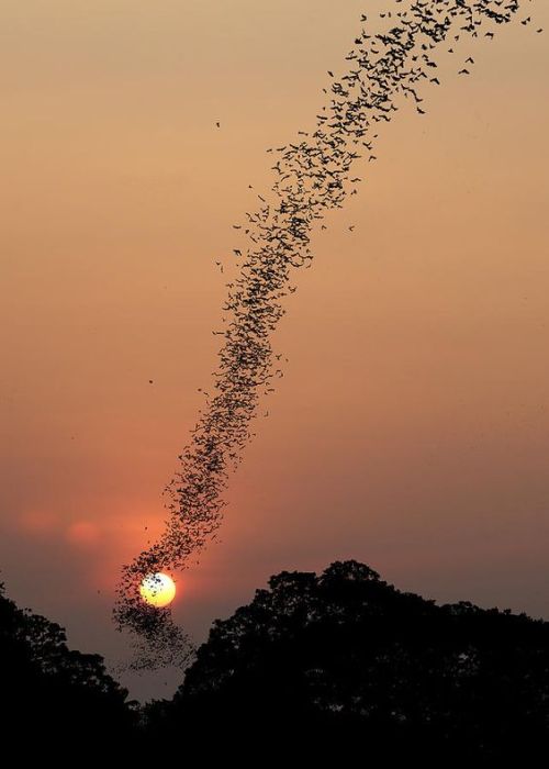 sastanjiro: Bat Swarm At Sunset by Jean De Spiegeleer