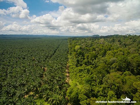 sztv:  The horrifying border between the jungle and palm oil plantations.  #jungle #green #border #p