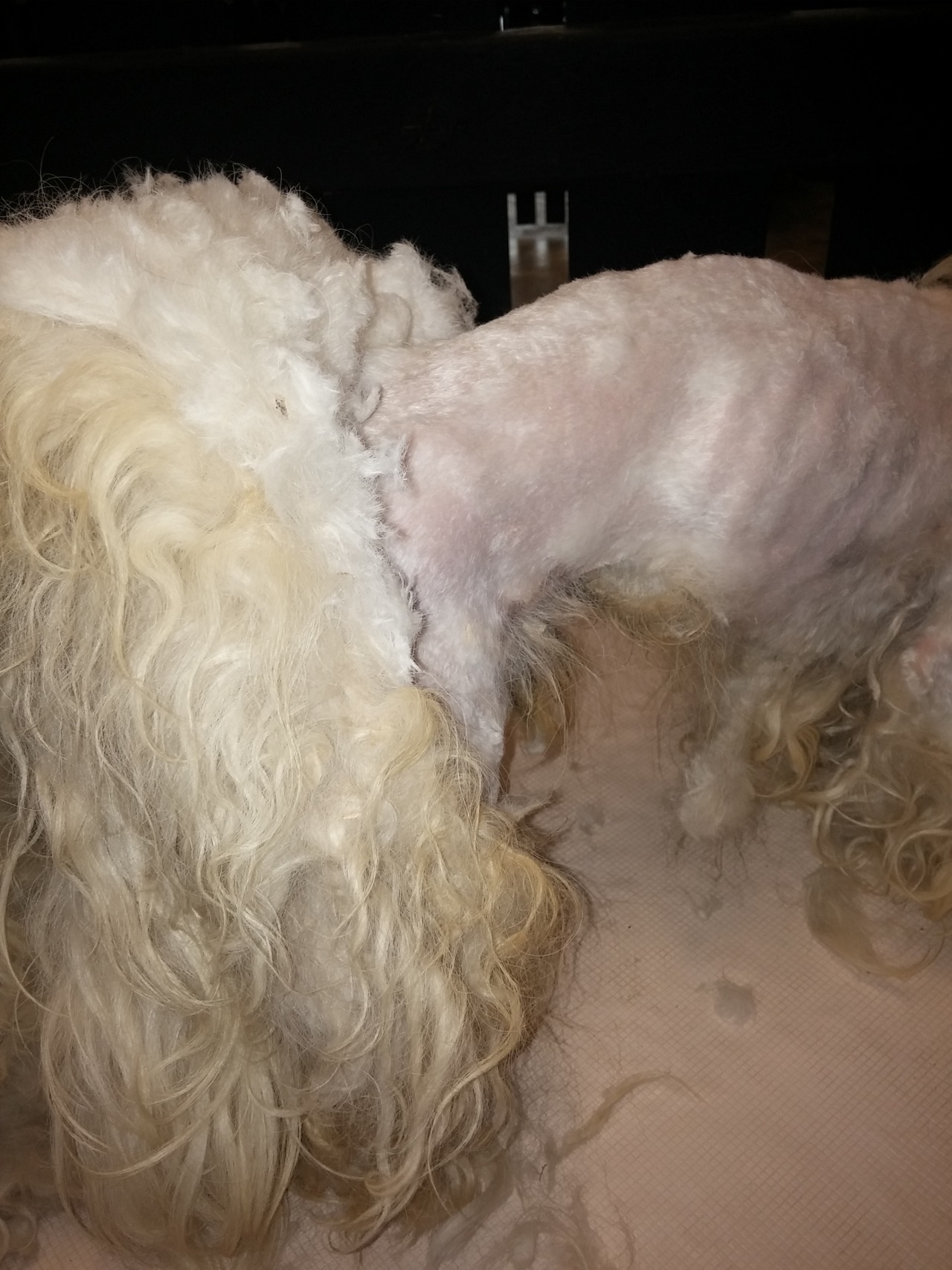 mooseings:  fortheloveoffurrythings:  *Sigh* Alright, pet owners. We need to have
