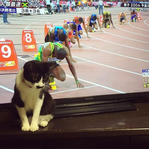 cybergata:  via もじゃころ（チョッチュ具志コロペッペBot） @mojyacoro96  Lane 10: Gushicor…Instagram photo 