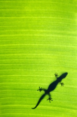 heaven-ly-mind:Banana Leaf Gecko by Sean