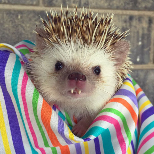 thehappysorceress:archiemcphee:Please join the Department of Impossible Cuteness in welcoming their 