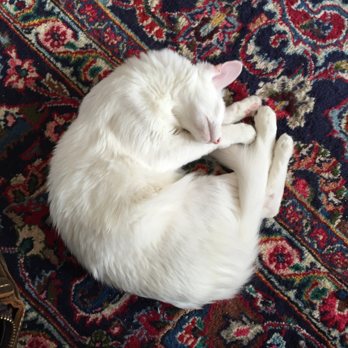 pangur-and-grim: the gentlest nap I’ve ever seen