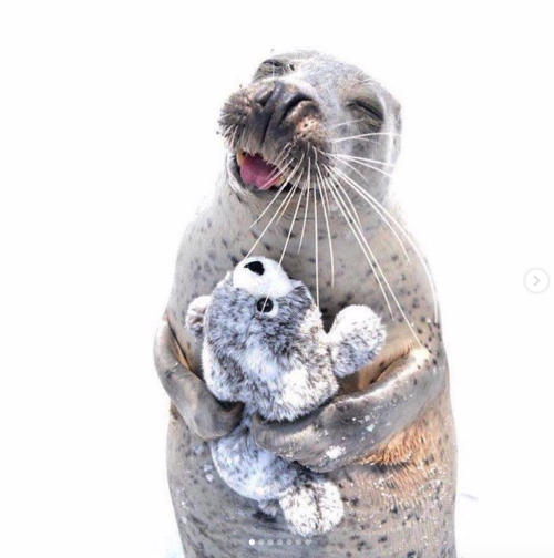 babyanimalgifs:Real seal and beanie seal