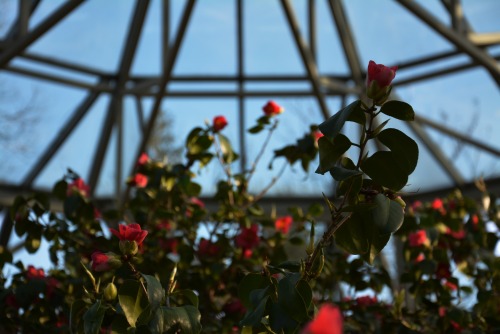 Camellia japonica, Schlosspark Pillnitz, March 2019The Camellia is more than 230 years old, one of t