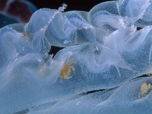 Comb Jelly: Ctenophores are commonly called comb jellies because they use rows of hairlike cilia to 