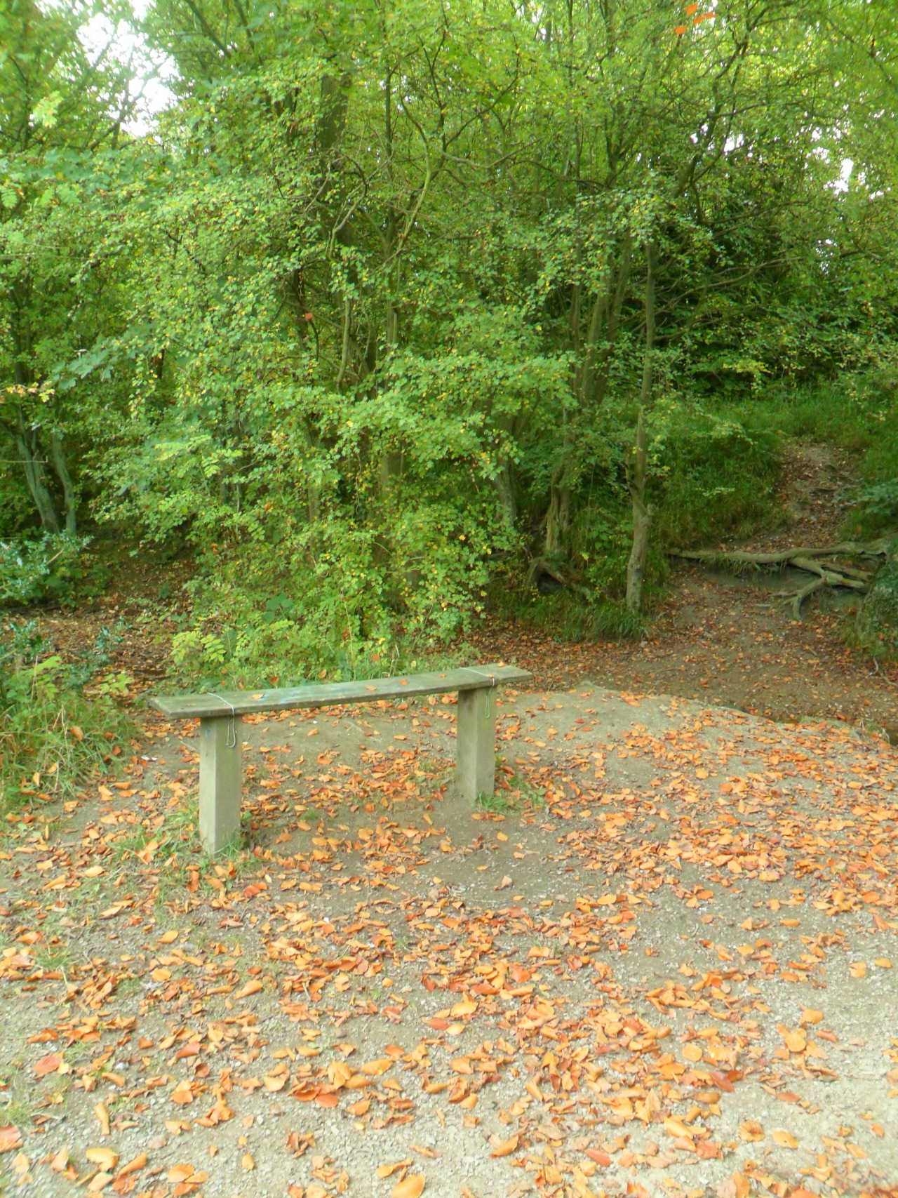 vwcampervan-aldridge:  Bench with fallen leaves, Park Lime Pits, Aldridge, Walsall,