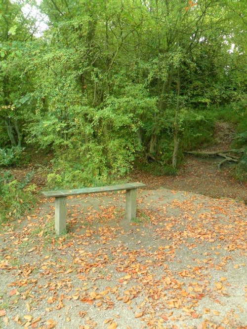 vwcampervan-aldridge:  Bench with fallen leaves, Park Lime Pits, Aldridge, Walsall, England All Original Photography by http://vwcampervan-aldridge.tumblr.com