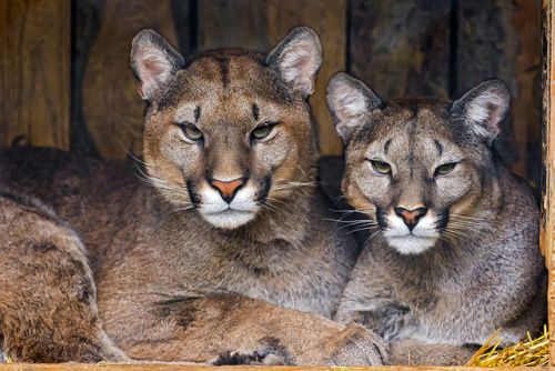 Two pumas together by Tambako the Jaguar on Flickr.Spectacular photo.