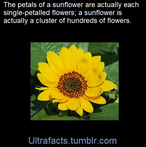 ultrafacts:    A pseudanthium (Greek for “false flower”) or flower head is a special type of inflorescence, in which anything from a small cluster to hundreds or sometimes thousands of flowers are grouped together to form a single flower-like structure.