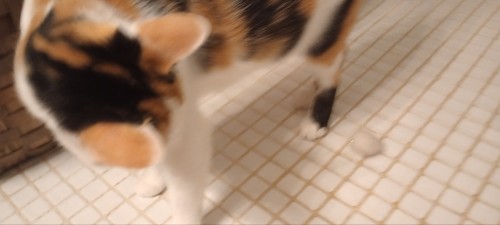 I Was Using The Bathroom When This Little Shit Started Screaming At My Door, So I Let Her In And She