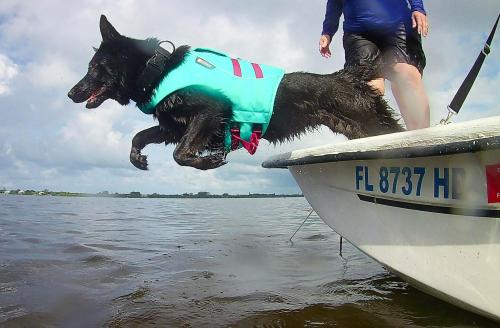 Water Rescue K9 Damma, PRSAR K936