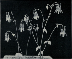 nemfrog: Columbine. The nature-study review.