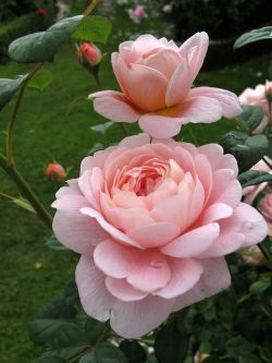 flowersgardenlove:  Rose ‘Queen of Swede