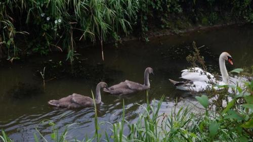 Swan and Cygnets.There are actually two swans here but they absolutely refused to allow me to get bo