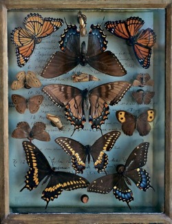featherandmoss:  A selection from the butterfly