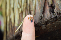 bootystache:  i found some wee babs today (a species of glass snail as far as i know) 