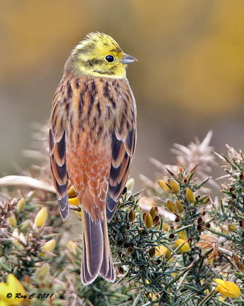 Yellowhammer (Emberiza citrinella) >>by Roy Churchill