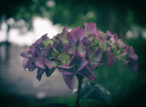 annapolisrose: Hydrangea