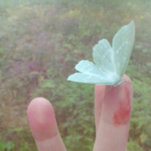 pixieward:I miss this little butterfly, she was dying when I found her.