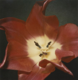 my-secret-eye:Nobuyoshi Araki, Red Flower