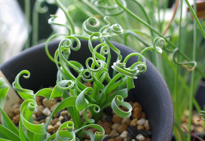 Albuca is a genus of plants originally from southern and western Africa. Many species