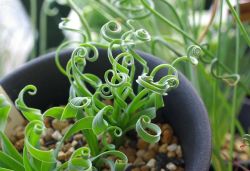 mister-wunderkammer:  Albuca is a genus of