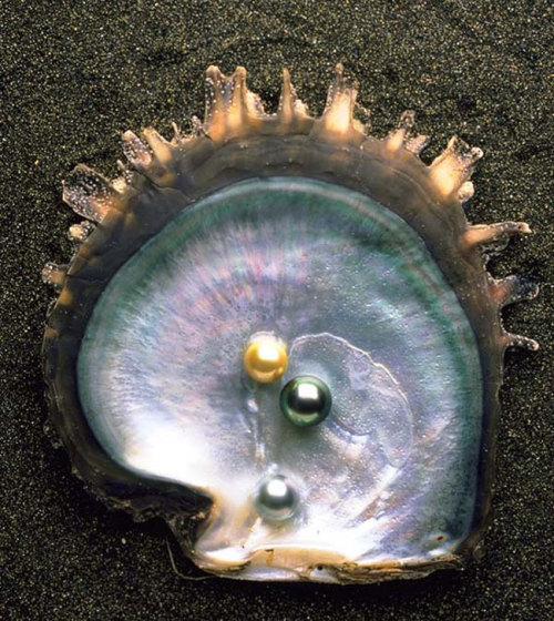 pearl-nautilus:Treasure from the Sea…after a little help from some Tahitian pearl farmers. so