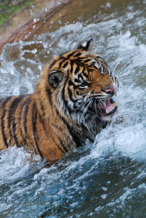 magicalnaturetour:Chase (by OnceAndFutureLaura)