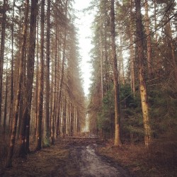 #forest #wood #landscapes #spring #korolev