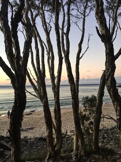 Soft colours of sundown and Australian gums, Noosa National Park, Winter 2019atbelyse.tumblr.com