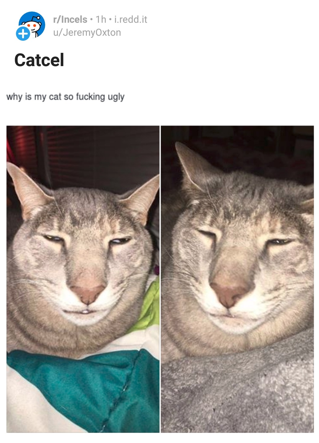 talesfrominceland:actually he’s beautiful unlike all the subscribers of r/incel