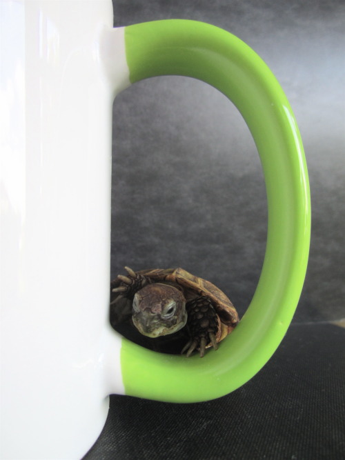thewhimsyturtle:  Lunchbox & Kirby Mug, Part 2 (Part 1 here)  Not only does our tortle mug from friend qvoro have beautiful drawings of Lunchbox and me, but also the mug handle is lots of fun for me!  It is a beautiful green and just the right height