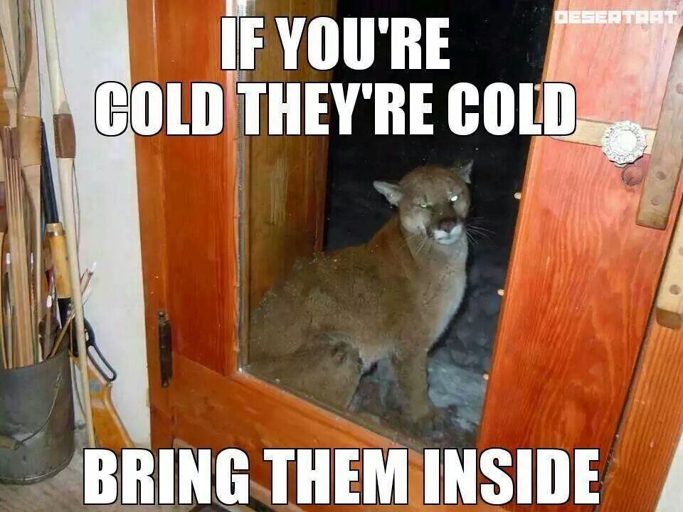 soldmysoultobepretty:  bonergarage77:  Here kitty kitty kitty.  It can Come in my