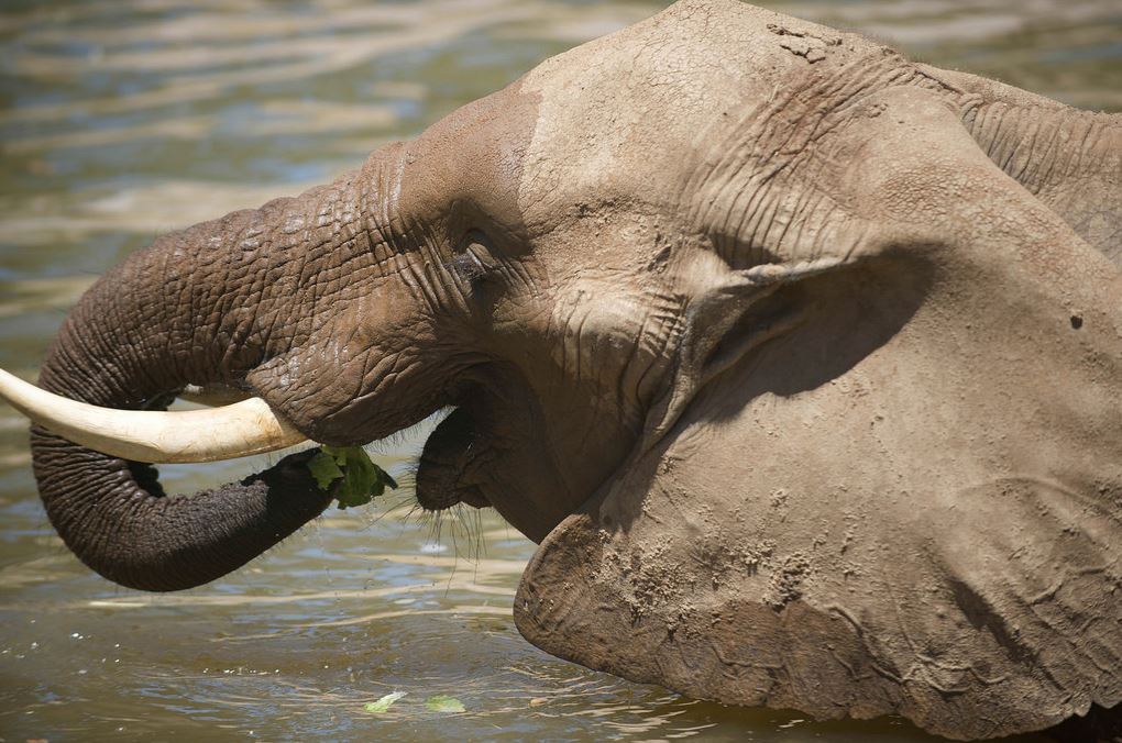 sdzsafaripark:  Water for elephants by Lisa Diaz