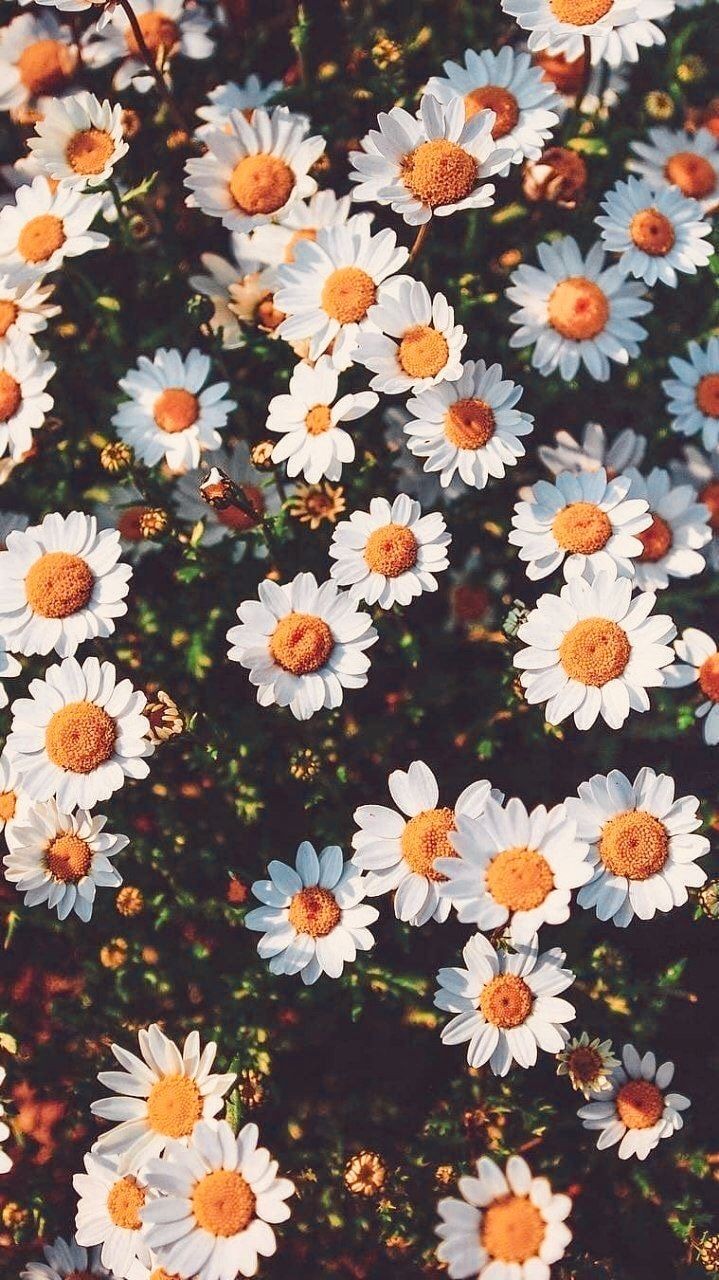 lockscreen-45:  🌻