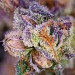 shesmokesjoints:Seeded Peanut Butter and Jealous nugPurposefully pollinated with