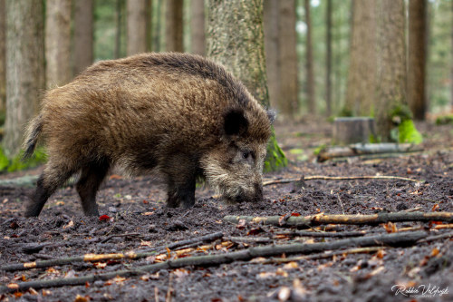 Boar looking for food by Robbie Veldwijk Photography Nature up close. These boars live in Stadspark 