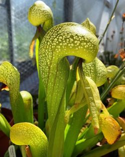 jeremiahsplants:  A beautiful Darlingtonia californica grown by @green.jaws  . . . . . . . . . #Venus #venusflytrap #darlingtonia #californica #darlingtoniacalifornica #flytrap #dionaea #maneater #plants #botany #botanist #plant #iphonex #shotoniphone