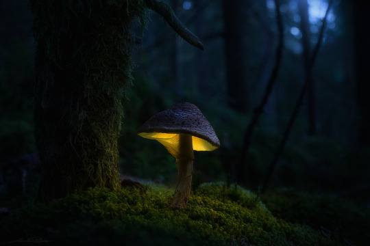 drxgonfly:  . : in the witches forest : . (by  Martin Pfister)  Bad ass pic