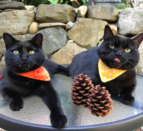 catsbeaversandducks:These Cute Vampurrs Want To Wish You A Happy Halloween“And we also want to suck your blood!”Photos by Monk And Bean