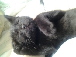 derpycats:  Steve French needs his beauty sleep. &lt;3